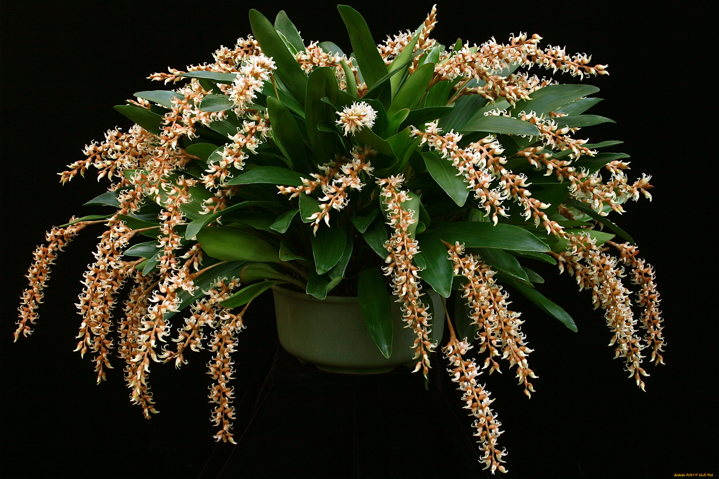  dendrochilum cootesii, , , 